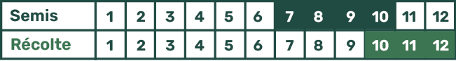 Picto Calendrier Chicorée