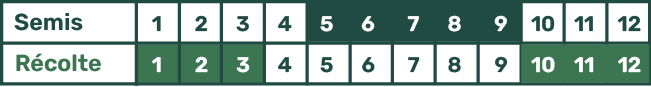 Picto Calendrier Chicorée