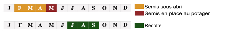 calendrier semis aubergine bio