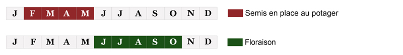 calendrier semis - semence fleur bio
