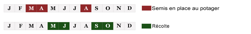 calendrier semis epinard bio