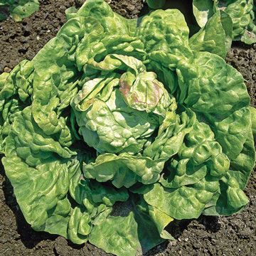 laitue bio - LA semence bio