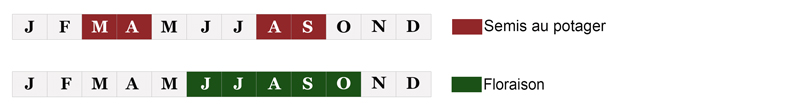 calendrier semis fleurs bio