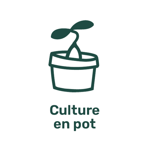 Culture en pot