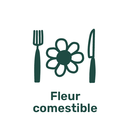 Fleurs comestibles