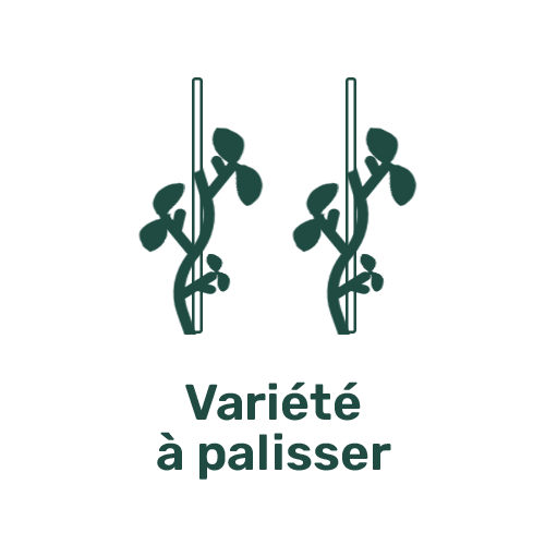 Variété à palisser Variété à palisser