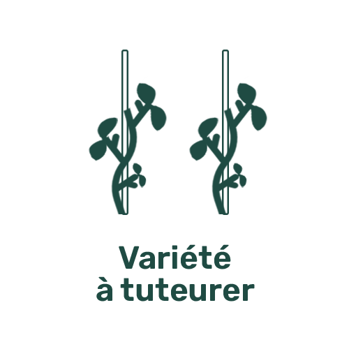 Variété à tuteurer