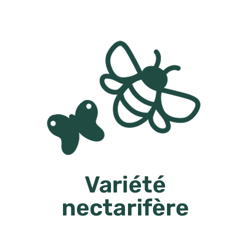 Variété nectarifère